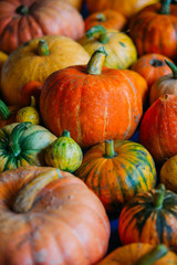Harvest of pumpkins