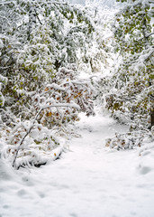 Wall Mural - Snow falling on tree boughs along a forest path.