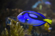 Blue Tang Fish