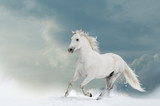 Fototapeta Konie - Beautiful white stallion in winter