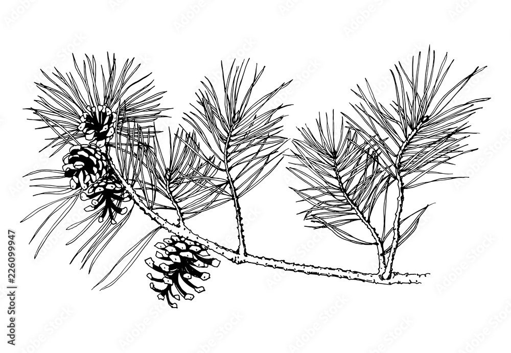 Hand drawn pine tree branch with cones isolated on white background. Vector illustration. Black pen in vintage engraved style - obrazy, fototapety, plakaty 