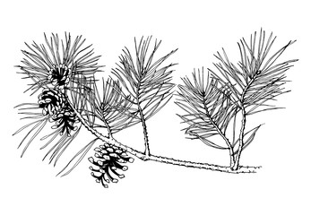 Hand drawn pine tree branch with cones isolated on white background. Vector illustration. Black pen in vintage engraved style