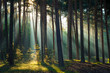 Leinwandbild Motiv Sonnenstrahlen im Wald am Morgen im Herbst