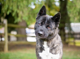 Wall Mural - A purebred Akita dog outdoors listening with a head tilt