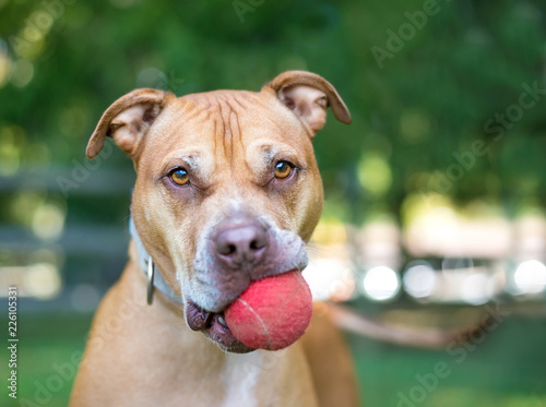 balls for pitbulls