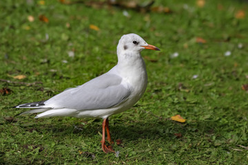 Canvas Print - gull