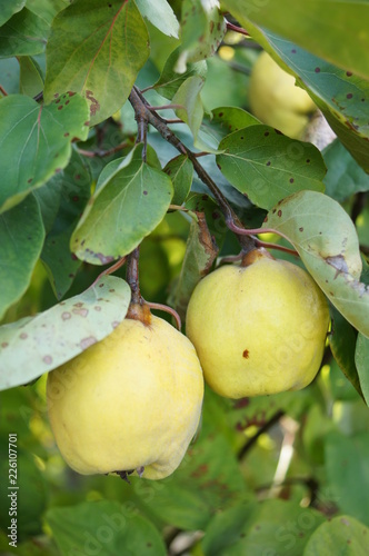 Quitte Am Baum Apfel Obst Green Essen Baum Ast Garden