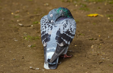 Canvas Print - pigeons