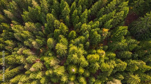 Cuadros en Lienzo A fresh green pine forest shot in the spring with a dron from the air