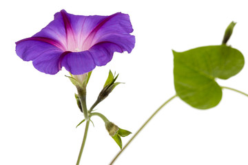 Ipomoea flower, Japanese morning glory, isolated on white background