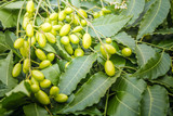 Fototapeta Sypialnia - Medicinal neem leaves with fruits close up.