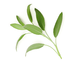 Wall Mural - sage leaf isolated on white background, top view, flat lay