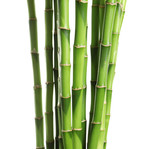 Fototapeta Dziecięca - Beautiful green bamboo stems on white background