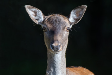 Poster - A very close portrait of a young deer. The fawn is staring inquisitively straight forward at the viewer with its ears pricked and is set against an almost black background
