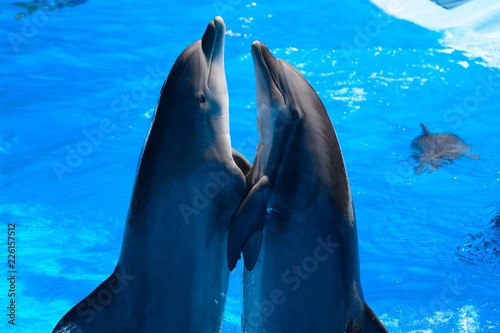 Two dolphins performing in a dolphin show Tableau sur Toile