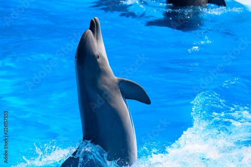 Close up of a dolphin performing in a dolphin show Poster Mural XXL