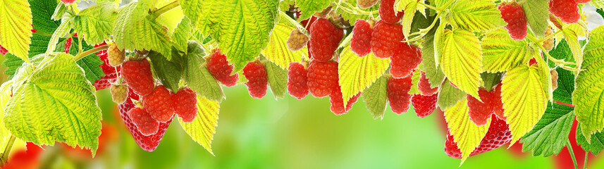 Wall Mural - natural garden raspberries