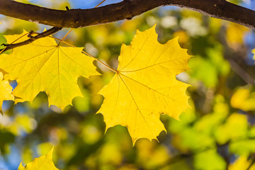 A maple branch with two gold and yellow carved leaves on a blurred background in autumn