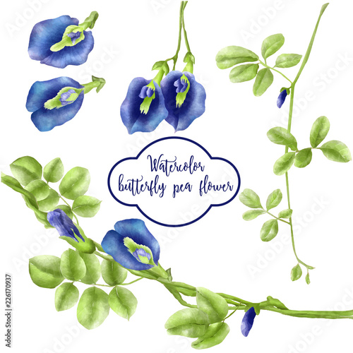 Watercolor Set Of Butterfly Pea Flower Buy This Stock