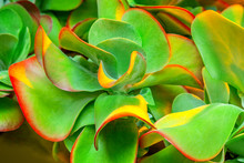 Kalanchoe Thyrsiflora Plant