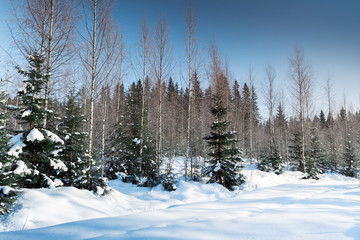 Wall Mural - Spruces in winter forest, rural landscape