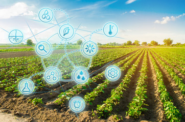 Farm field pepper. Innovation and modern technology. Quality control, increase crop yields. Monitoring the growth of plants, monitoring of natural conditions. Digitization of agro-industry.