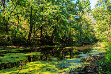  Small river in the forest at summer