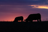 Fototapeta Zwierzęta - Kühe beim Weiden