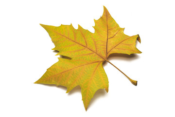 dried leaves on white background