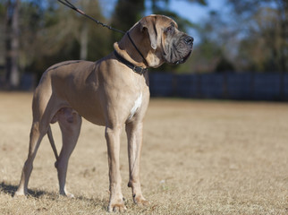 Wall Mural - Brown Great Dane purebrd