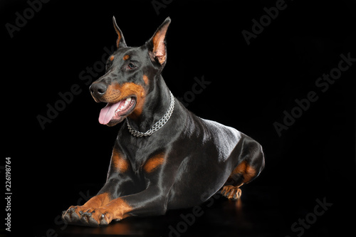Doberman Dog Isolated on Black Background in studio Tableau sur Toile