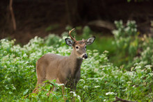 White-tailed Deer In Autumn