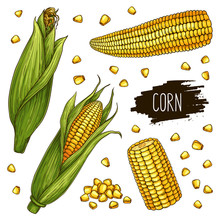 Hand Drawn Corn Set. Isolated Ripe Corn Cobs And Grain With Label. Vegetarian Food Design For Shop, Market, Book, Menu, Poster, Banner. Vector Sketch Illustration