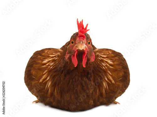 Zdjęcie XXL niesamowity wygląd kurczaka na białym tle