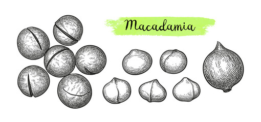 Wall Mural - ink sketch of macadamia.