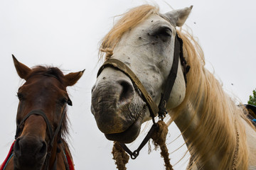 two horses outdoors