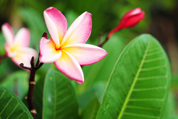 Wall Mural - Plumeria flowers, pink flowers