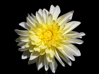 Wall Mural - Closeup of a yellow white Dahlia flower - black backgroune - sunny bright look and feel