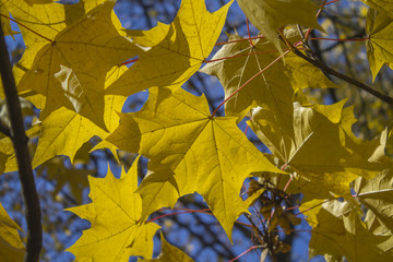 yellow autumn leaves