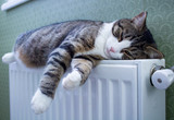 Fototapeta Koty - Striped pet cat lying on warm radiator rests and relaxes