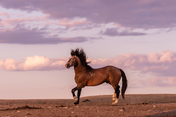 Poster - Wild Horse in the Utah Desert