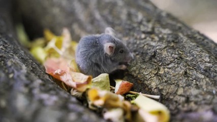 Wall Mural - A little mouse eats food in the forest.