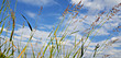 © Lera - grass and sky