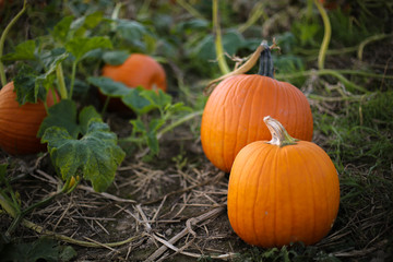 ripe orange pumpkin plants ready to be picked for harvest in a pumpkin patch field, fall halloween o