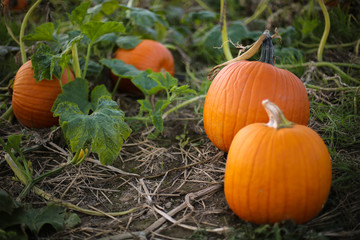 ripe orange pumpkin plants ready to be picked for harvest in a pumpkin patch field, fall halloween o