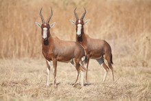 Pair Of Blesboks, Pretoria, South Africa.