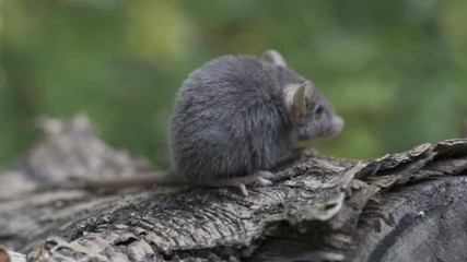 Wall Mural - The little mouse is sitting on a tree trunk, looking around.