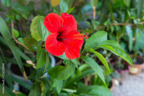 Fotografia, Obraz Hibiscus rosa-sinensis (Double Petal Vermillion Red)