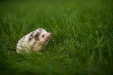 Fototapeta Do akwarium - hedgehog in grass