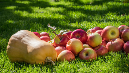 Wall Mural - Ripe autumn apples and a yellow pumpkin. Scenery for Halloween